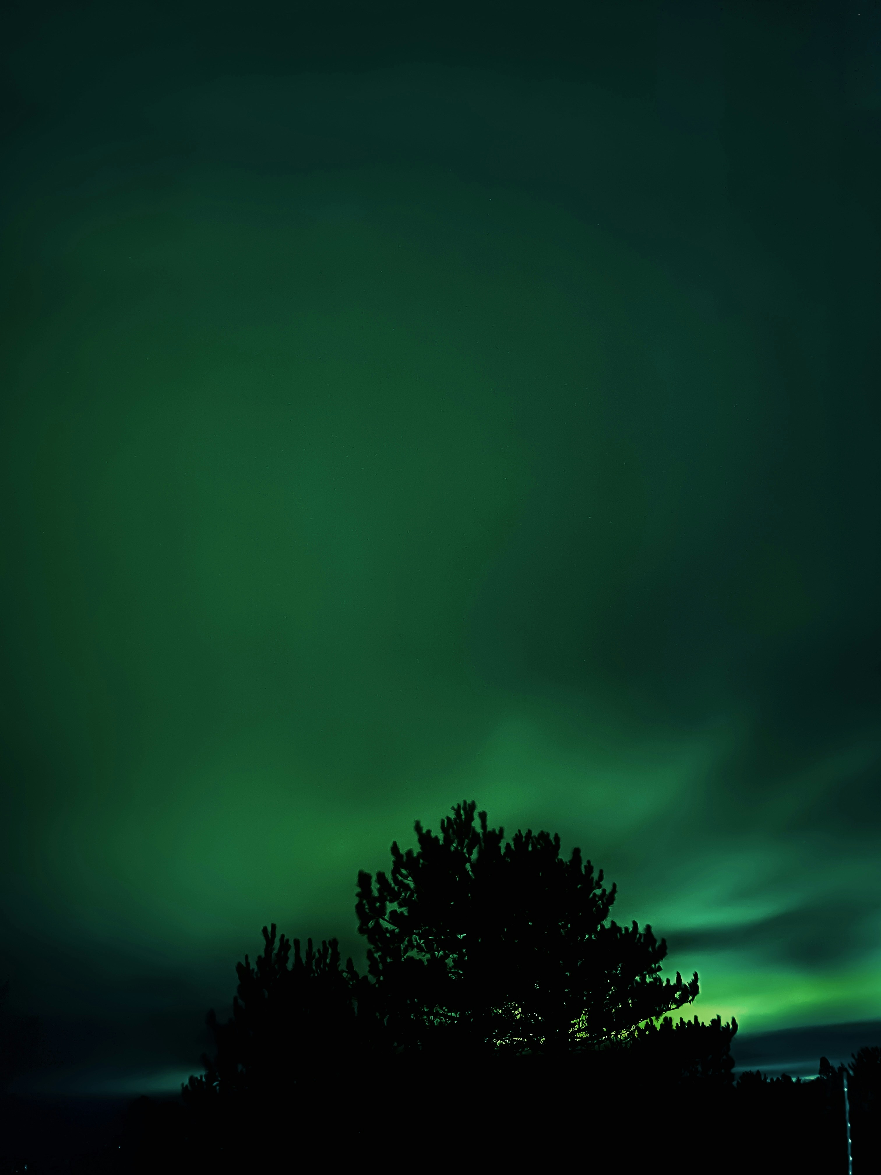 Árbol verde bajo el cielo púrpura