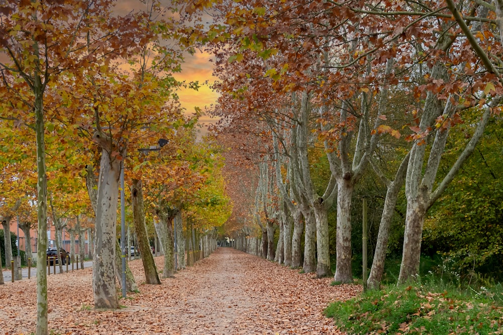 brown leaves on pathway between trees during daytime