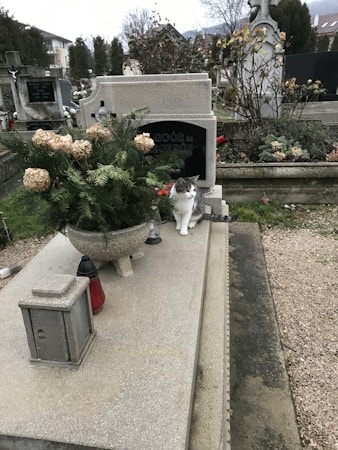 A gray and white cat sits on a gravestone in a cemetery. The gravestone is adorned with evergreen branches and faded flowers. The surroundings include other gravestones and sparse vegetation amid a cloudy sky.