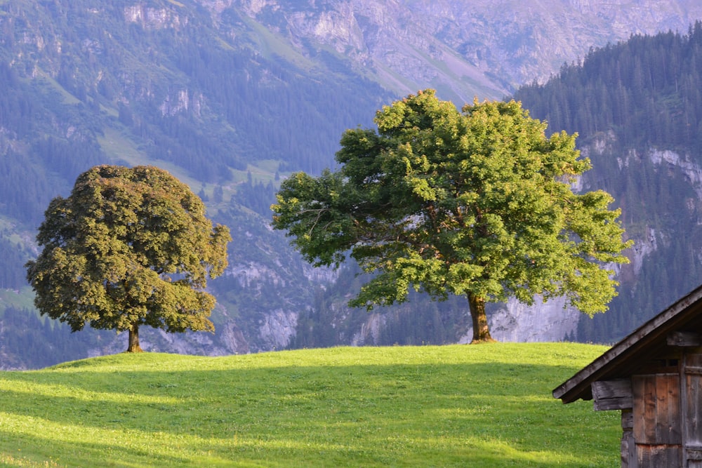 green tree on green grass field during daytime