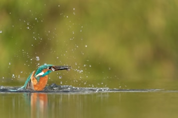 A vibrant kingfisher emerges from a body of water, droplets of water suspended in mid-air around it. The bird's bright blue and orange plumage contrasts with the soft green backdrop, capturing a moment of swift grace and energy.
