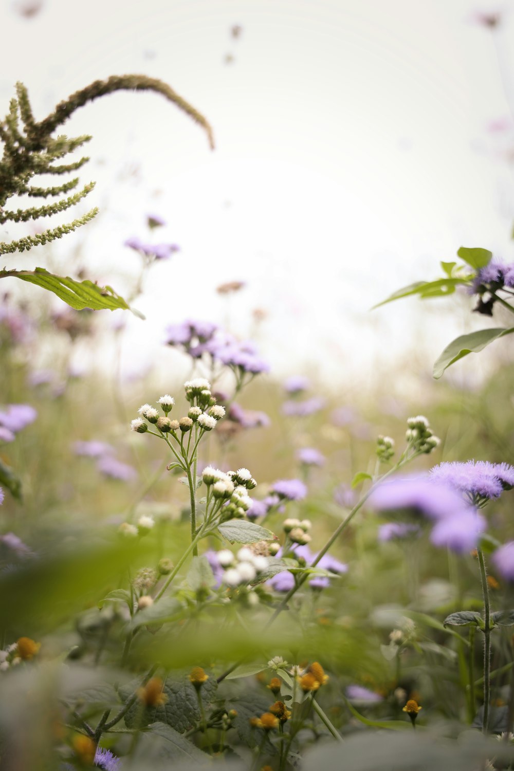 purple flowers in tilt shift lens