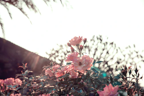 Soft sunlight filtering through leaves onto a small ceramic bowl filled with vibrant rosehip oil.