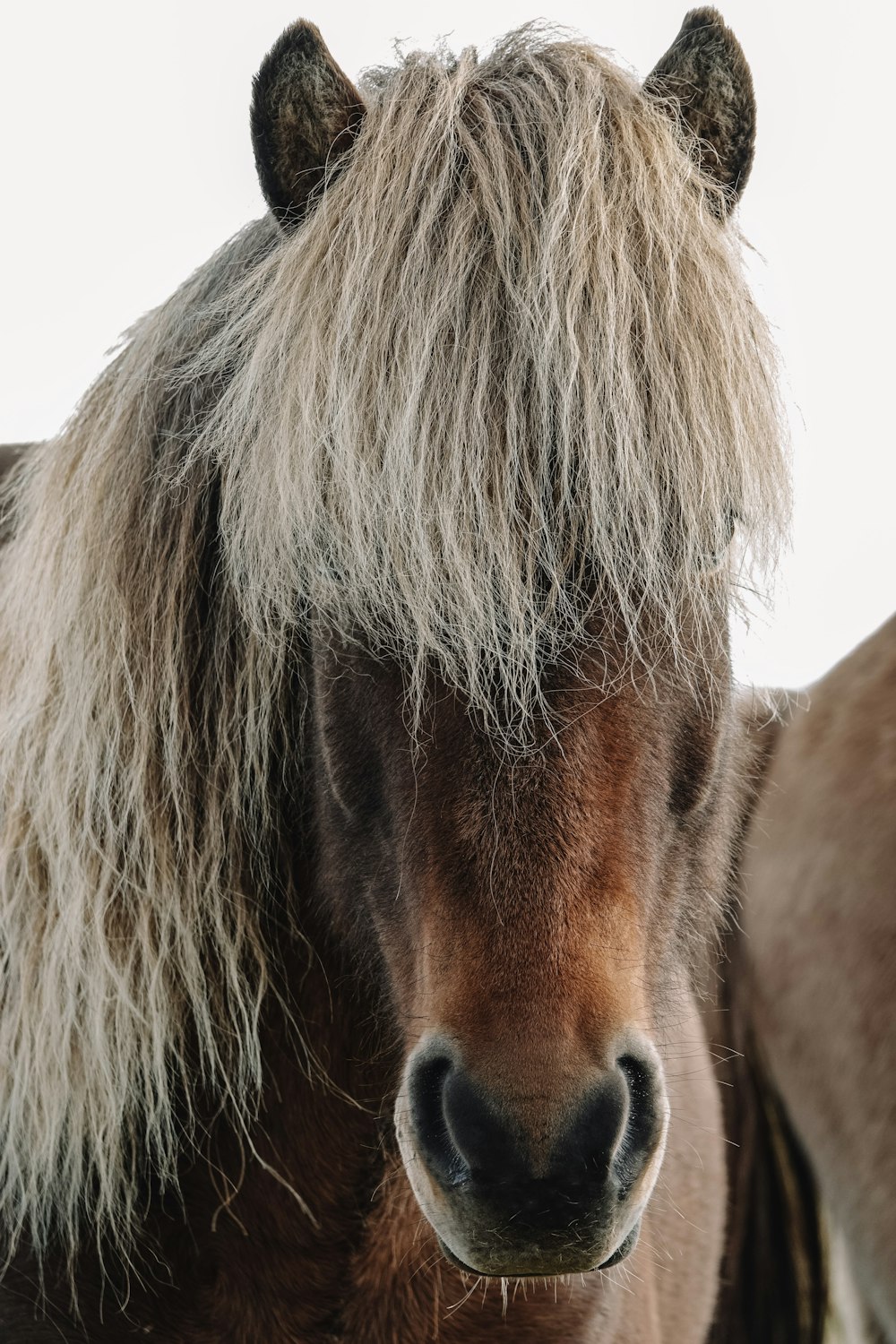 brown horse head in close up photography