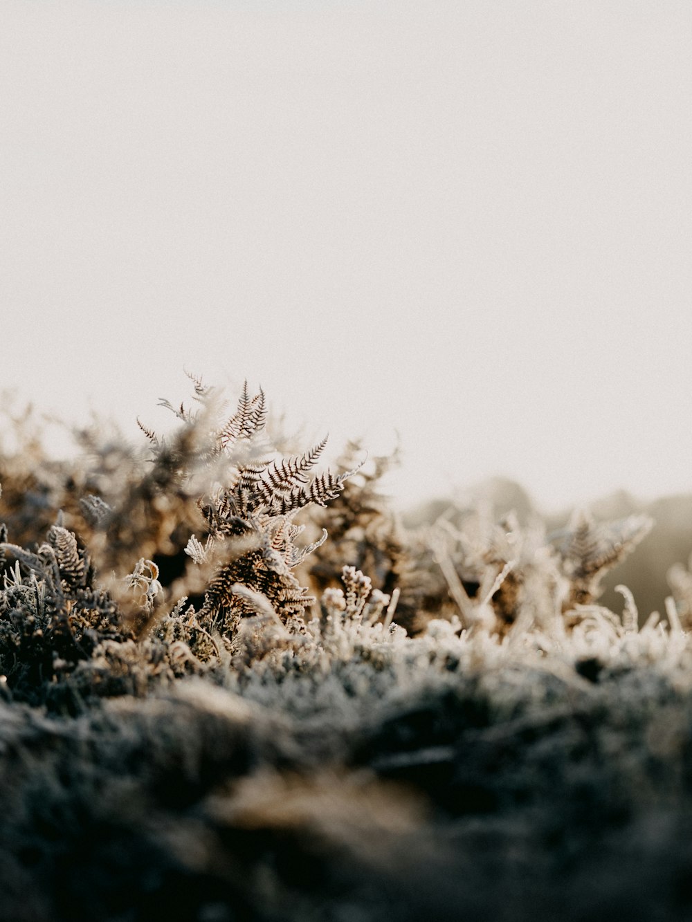 brown grass on gray sand during daytime