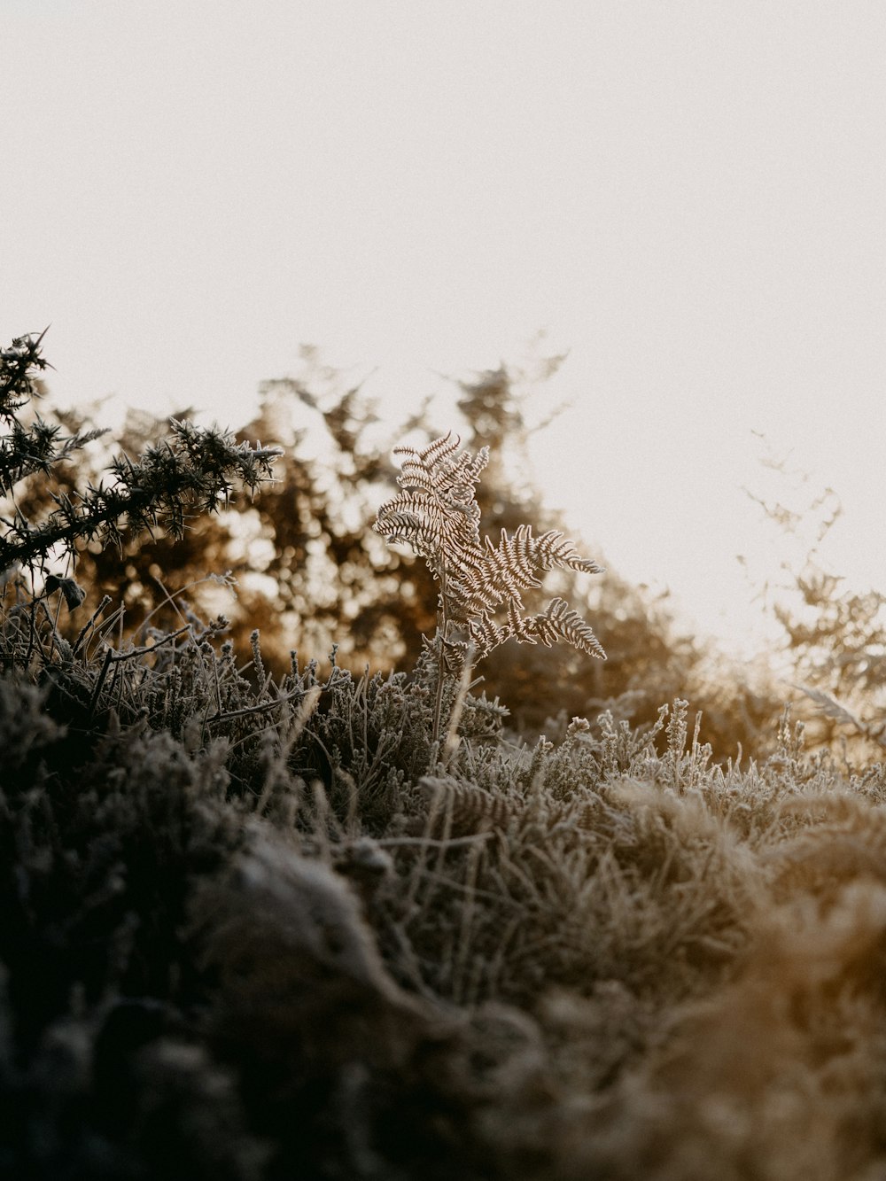 brown grass field during daytime