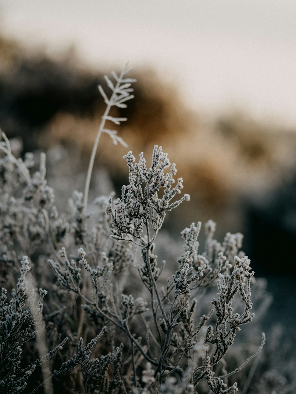 white flowers in tilt shift lens