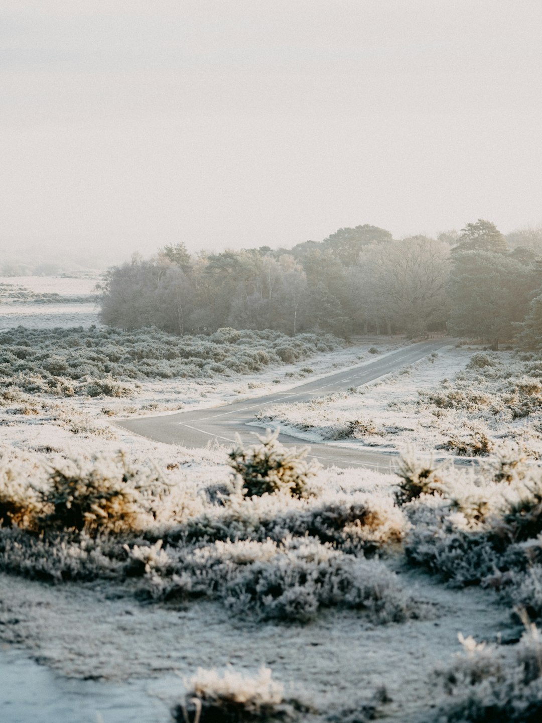 snow covered field and trees during daytime