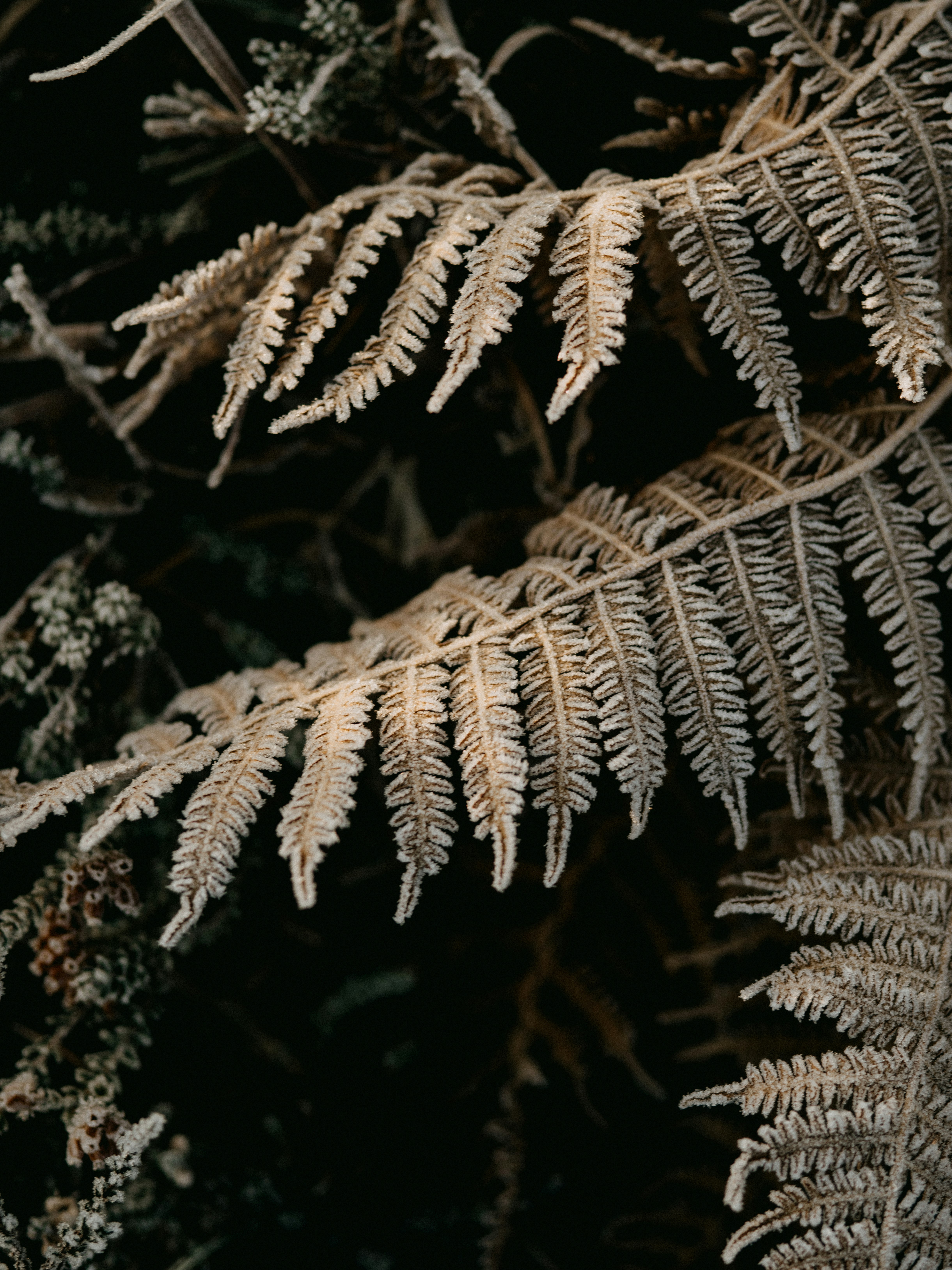 green and brown leaf plant