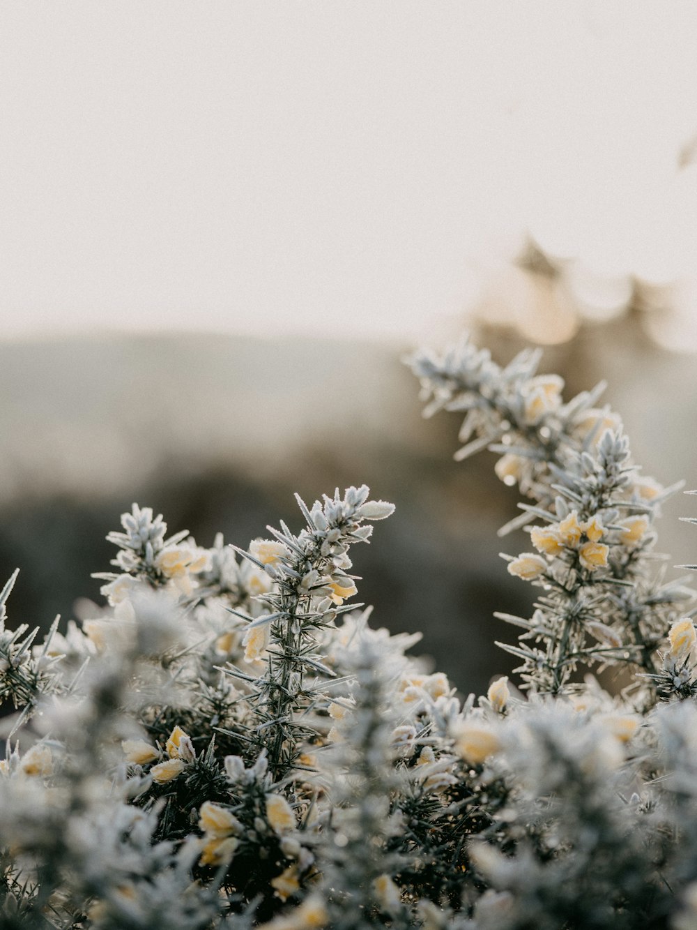 white flowers in tilt shift lens