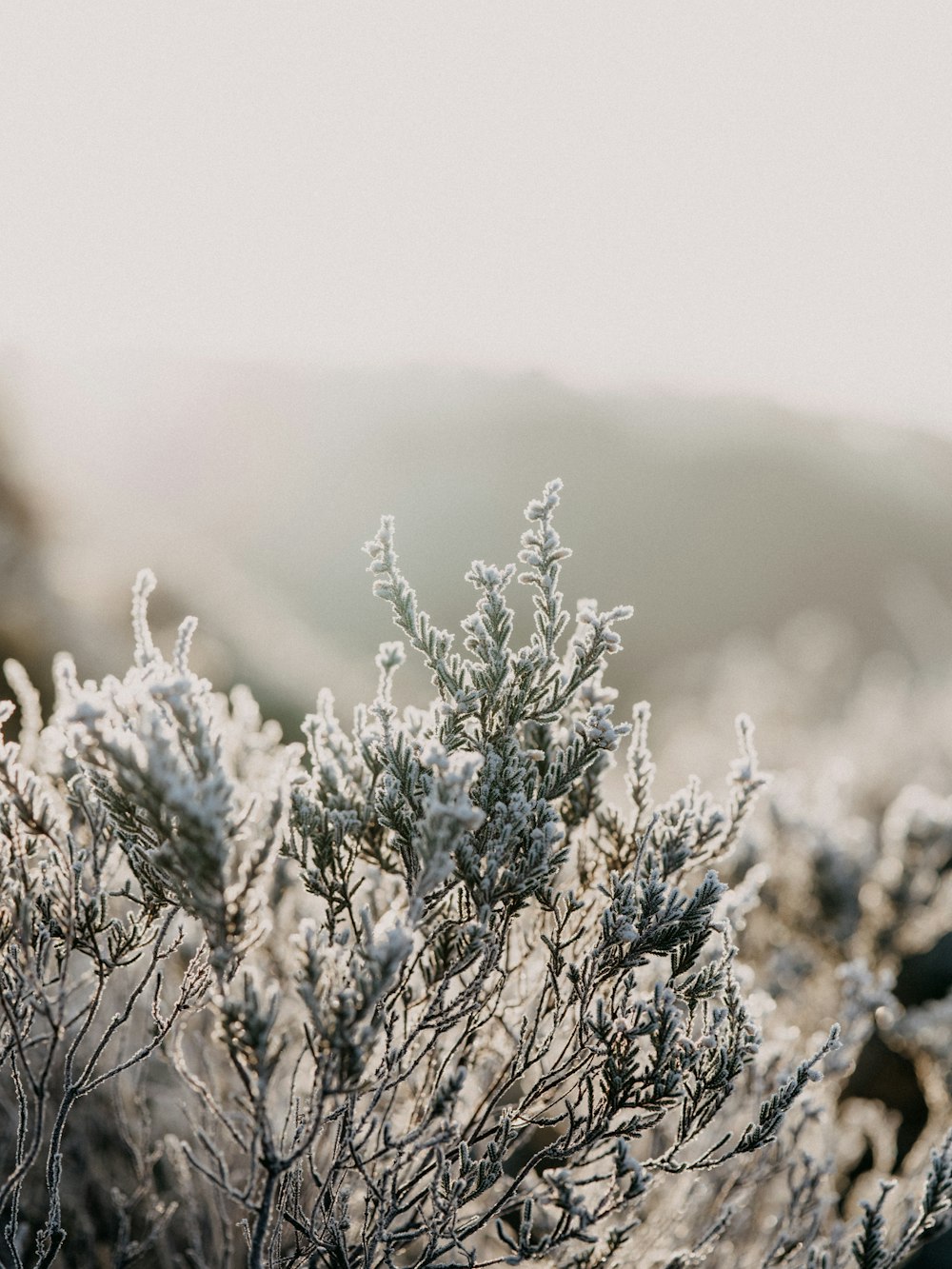 white flowers in tilt shift lens