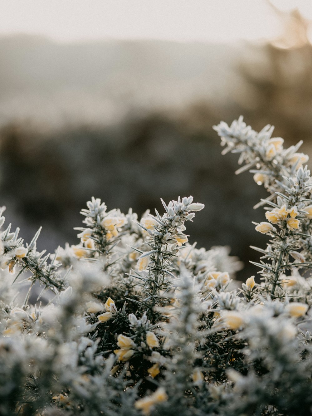 white and brown flowers in tilt shift lens