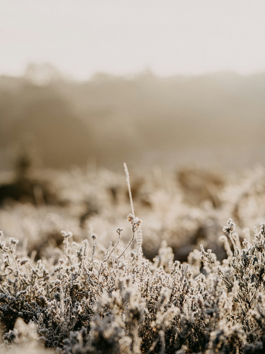 white flowers on brown field during daytime