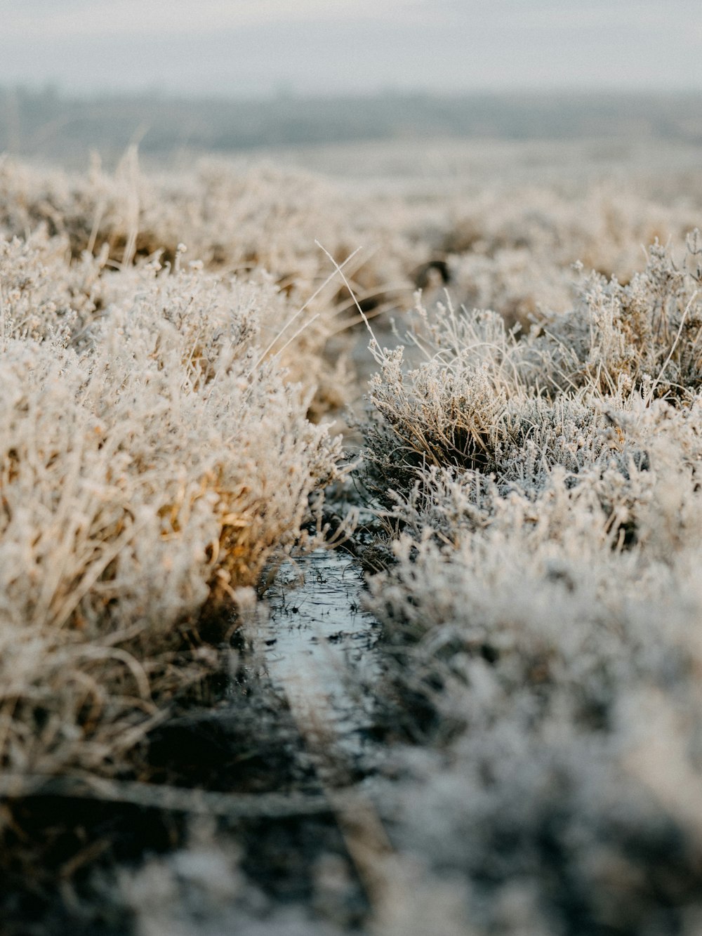 brown grass on wet ground