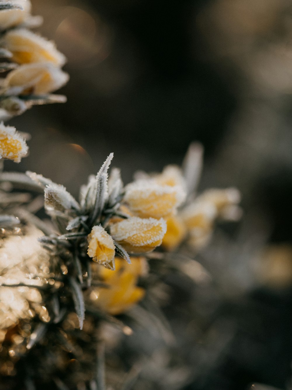 yellow flower in tilt shift lens