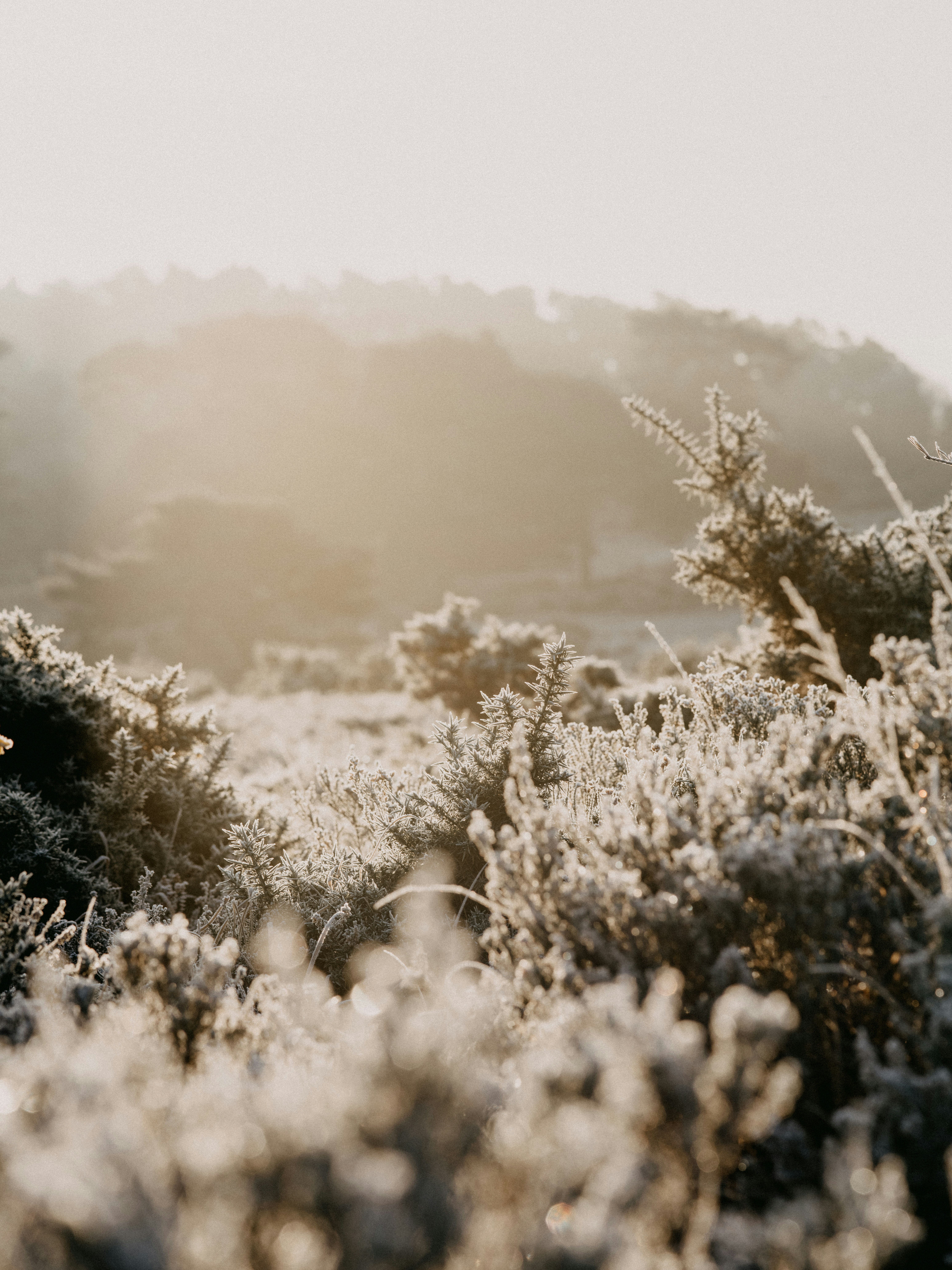 Photo by anniespratt