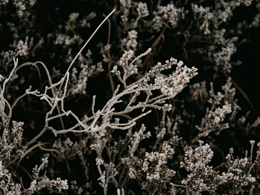 grayscale photo of white flowers