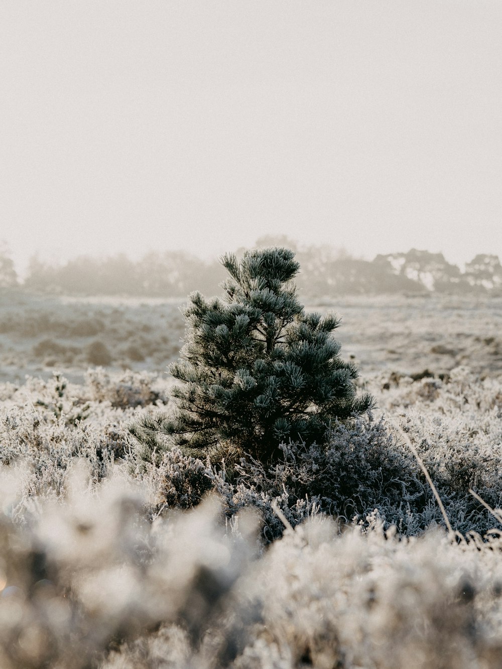 green pine tree on brown grass field during daytime