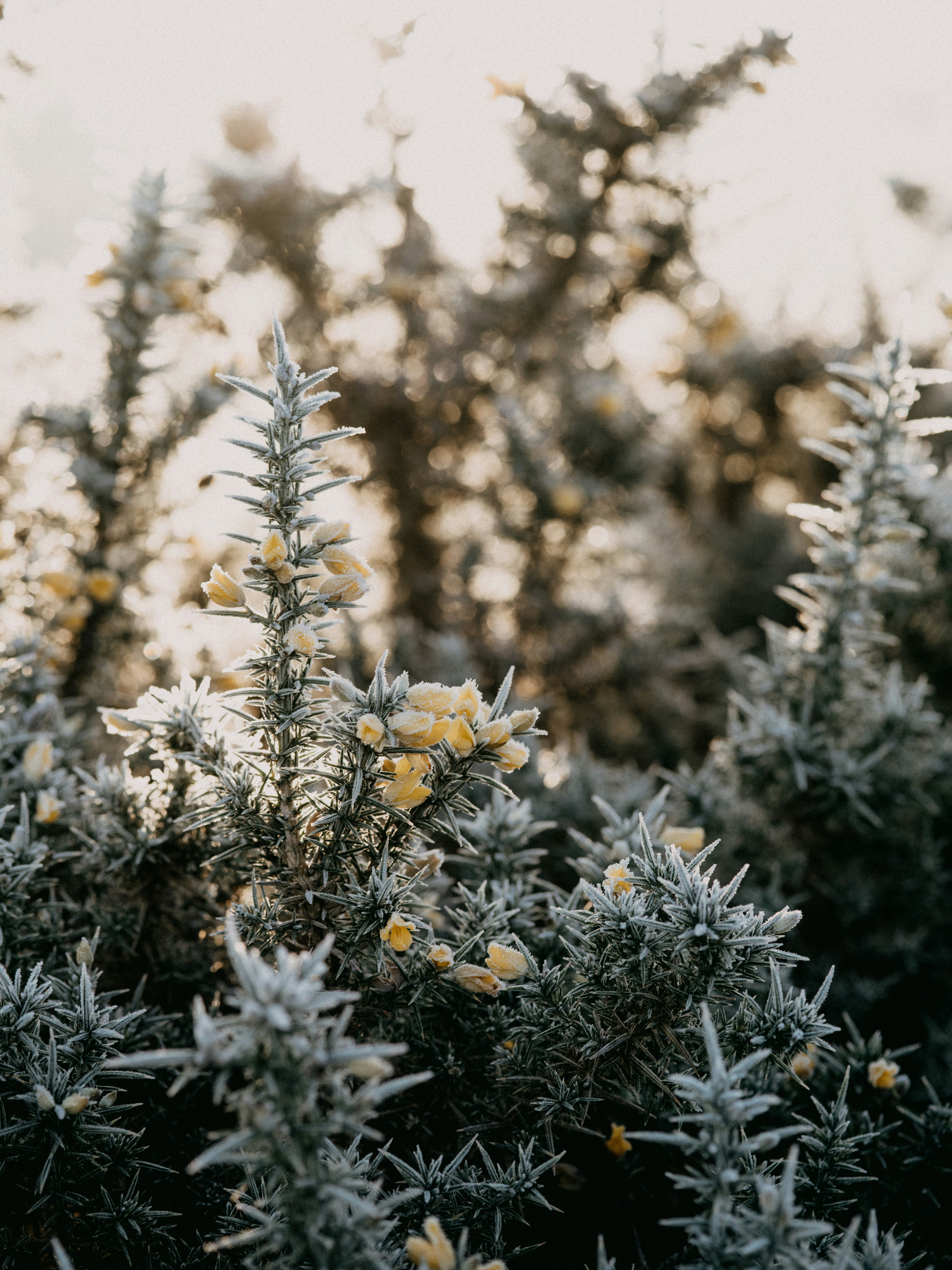 Photo by anniespratt