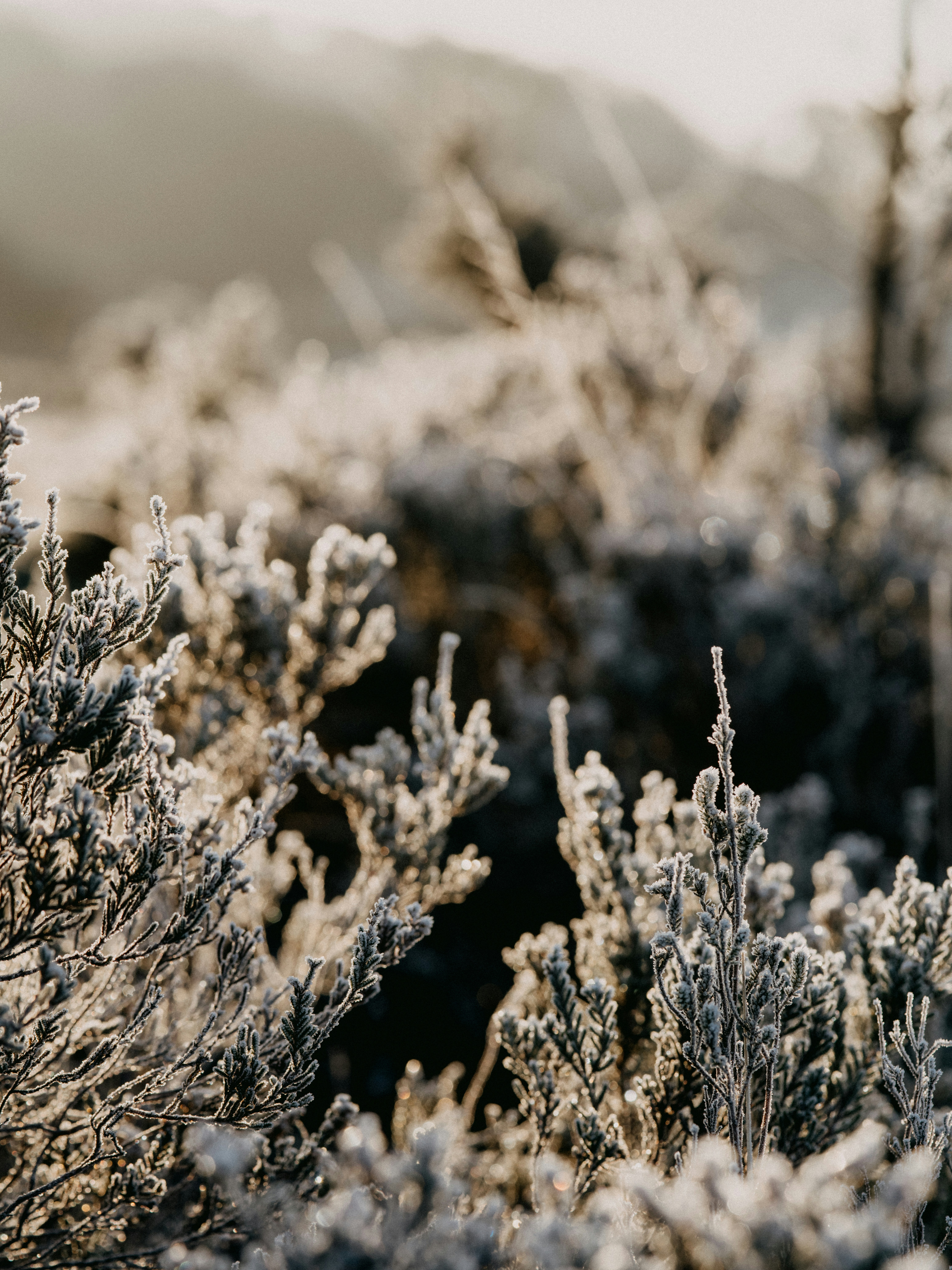 Photo by anniespratt