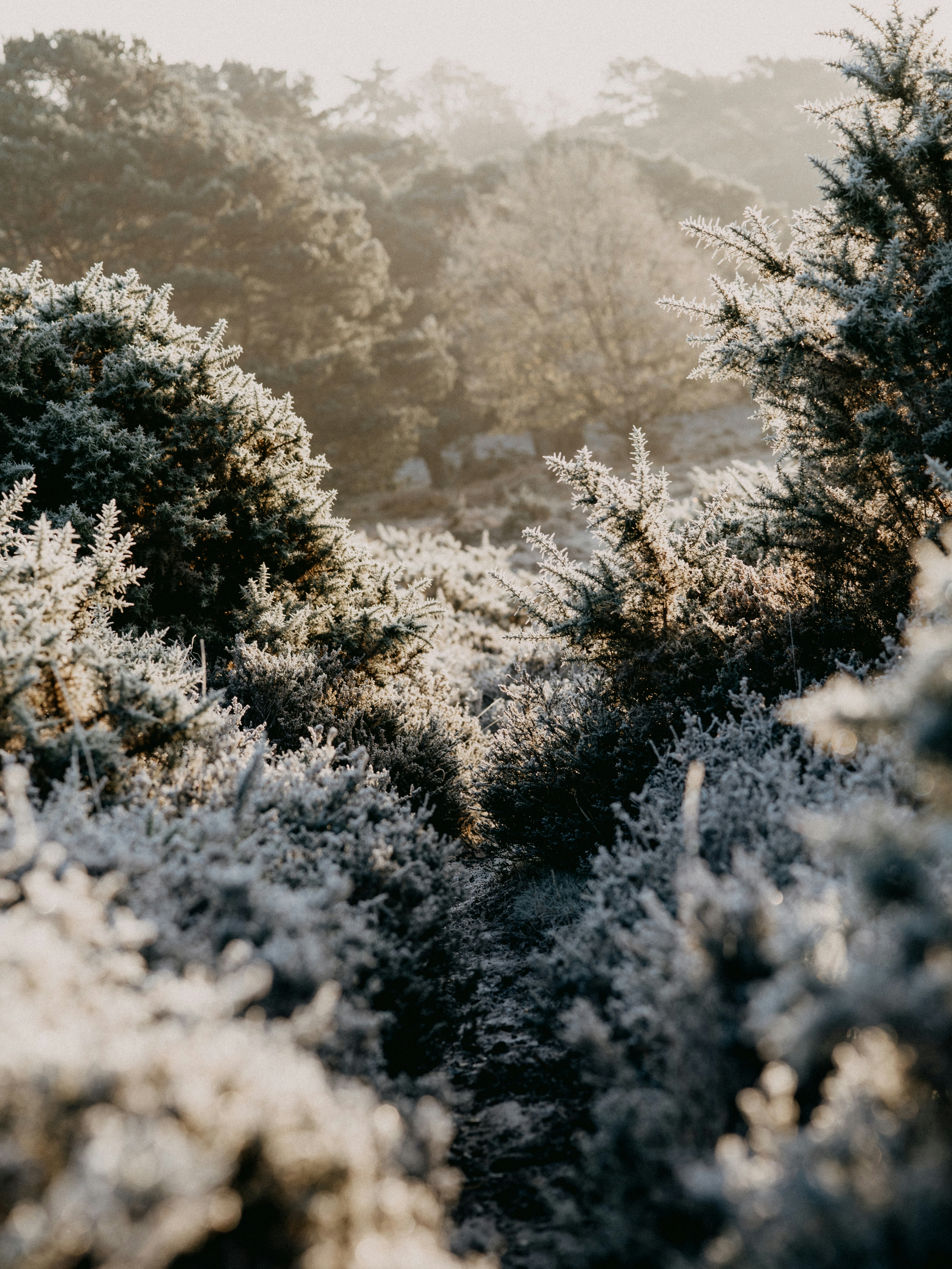 Photo by anniespratt