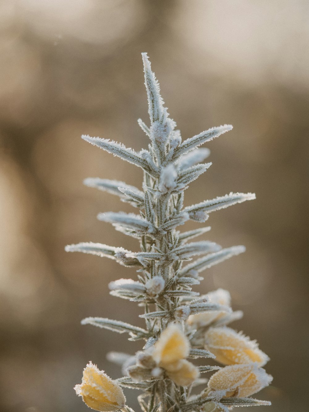 Weiße und gelbe Blume in Tilt Shift-Linse