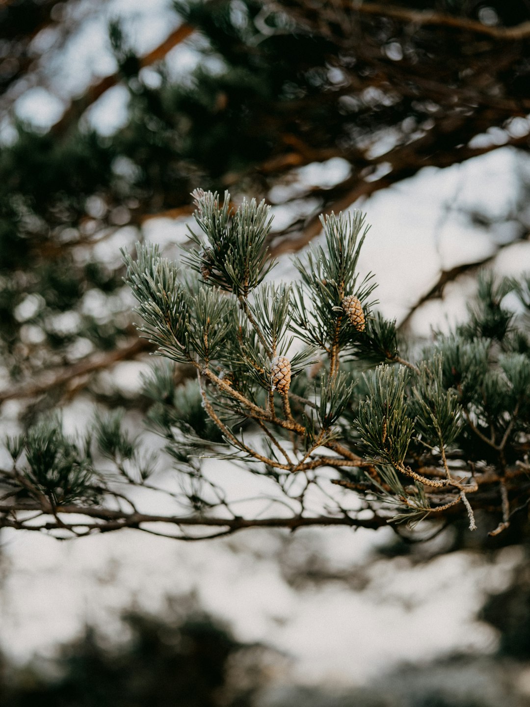 green pine tree in close up photography