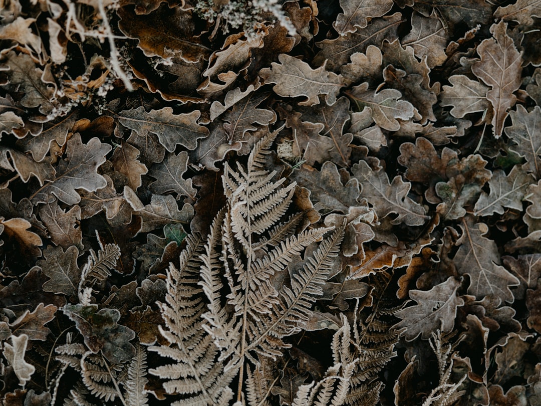 brown dried leaves on ground