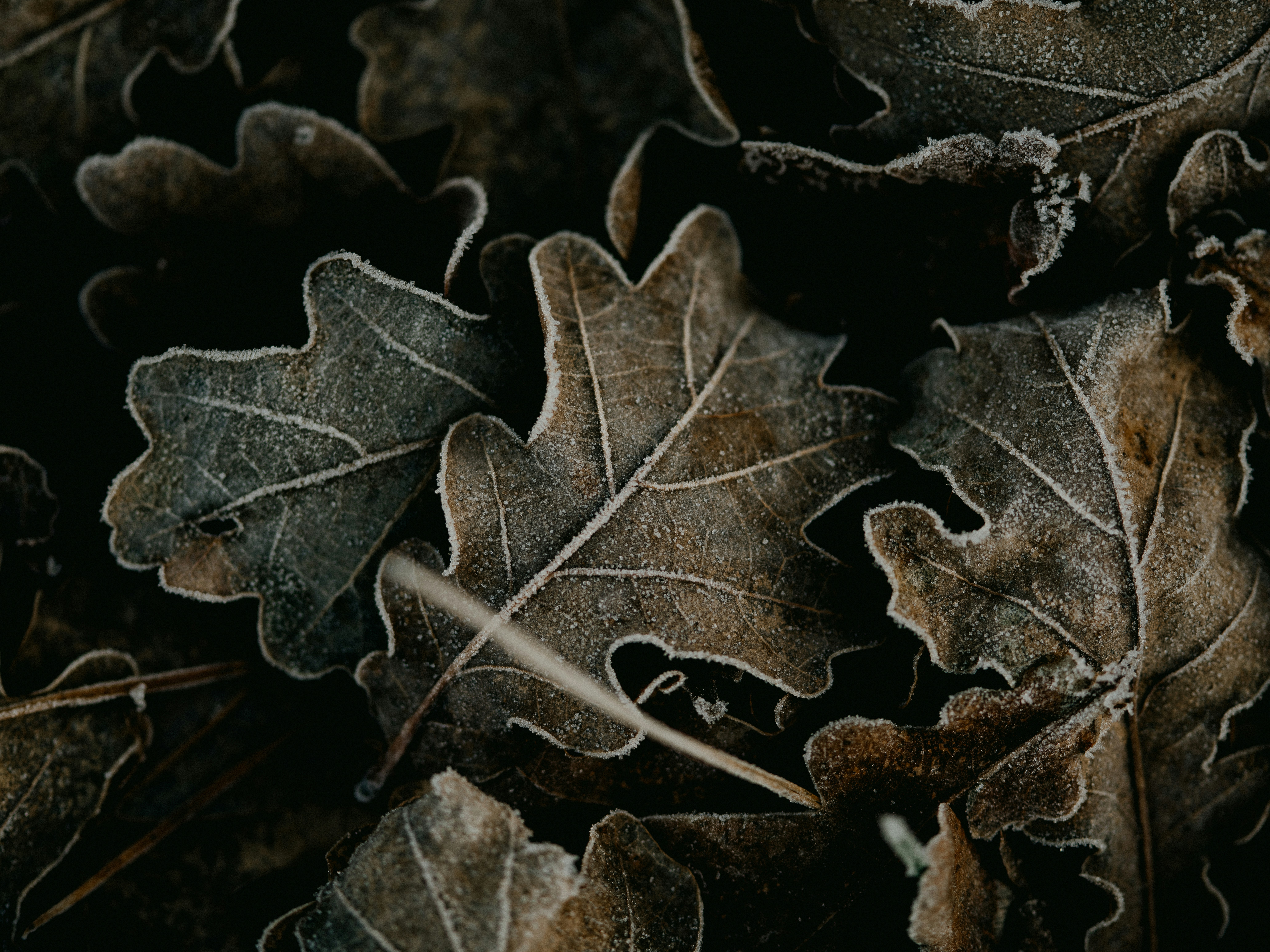 black leaf on brown dried leaves