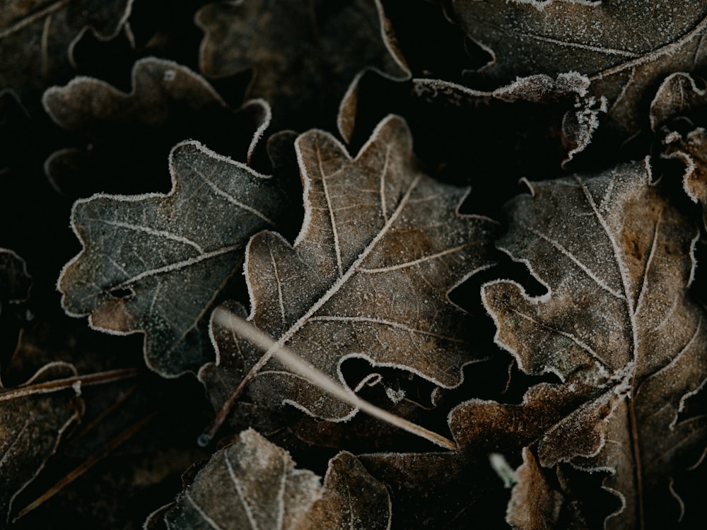 black leaf on brown dried leaves