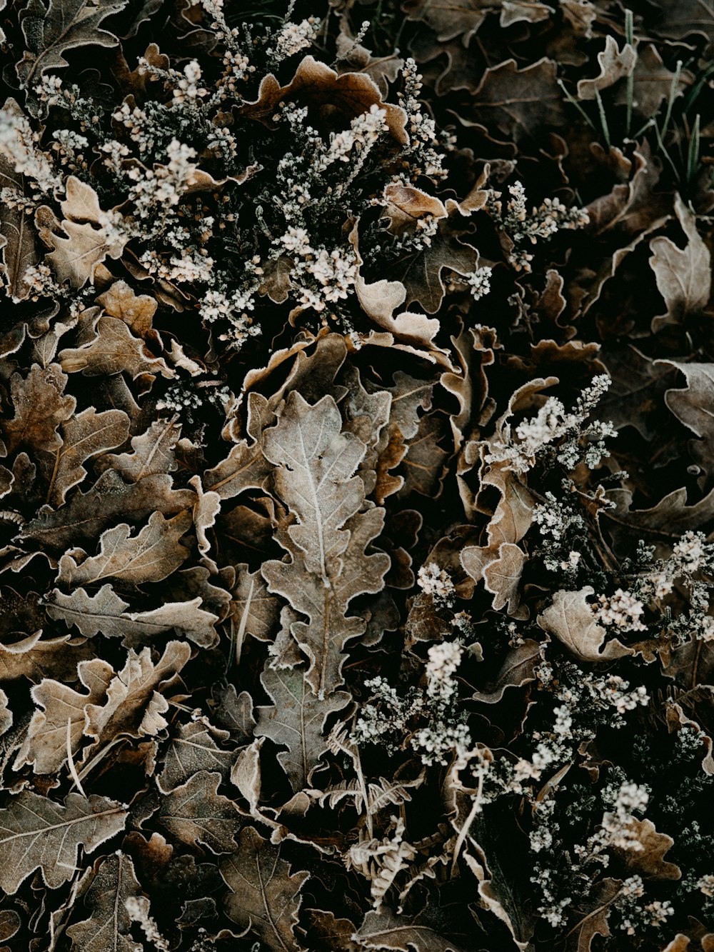 brown dried leaves on ground