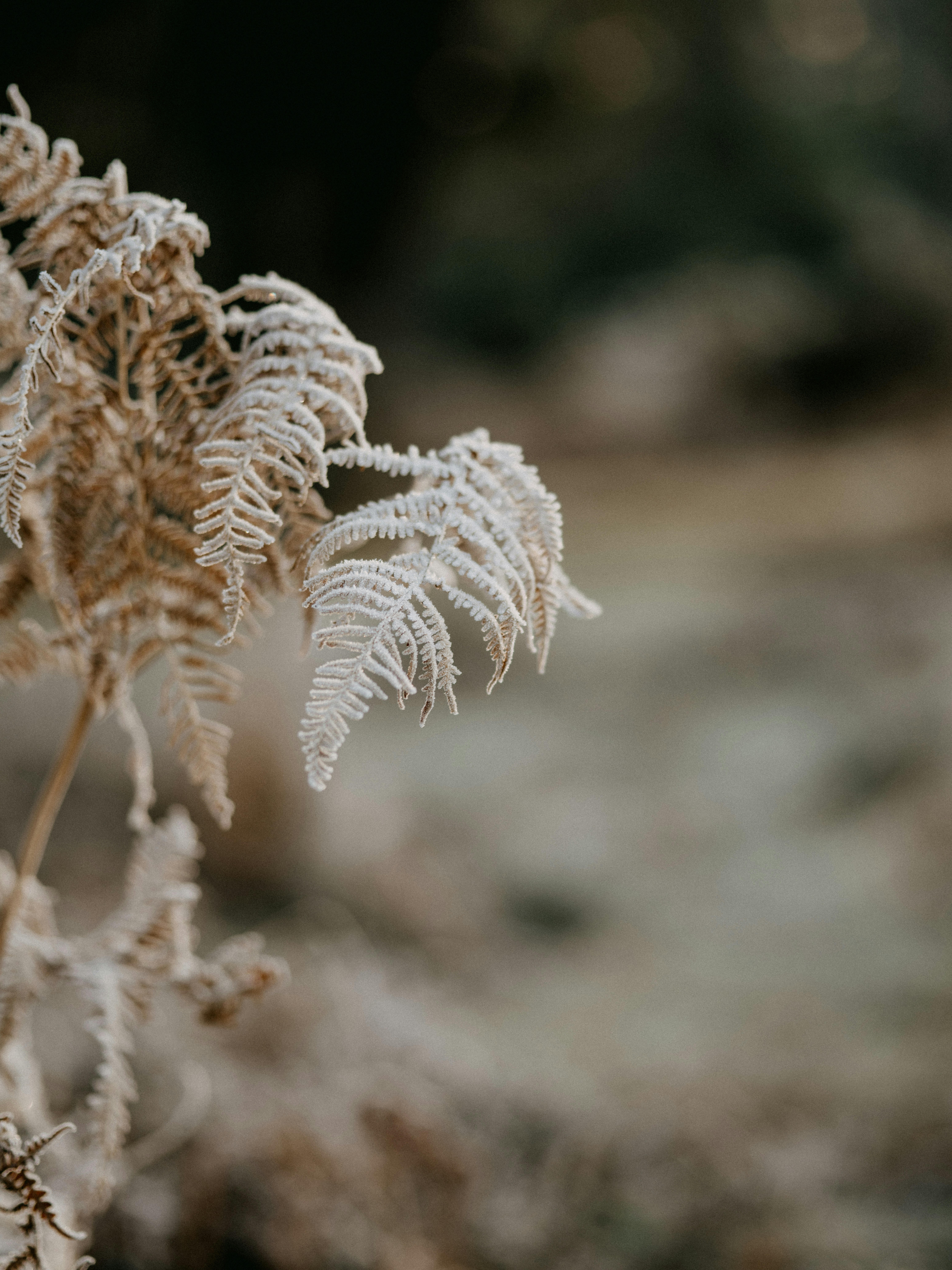 Photo by anniespratt