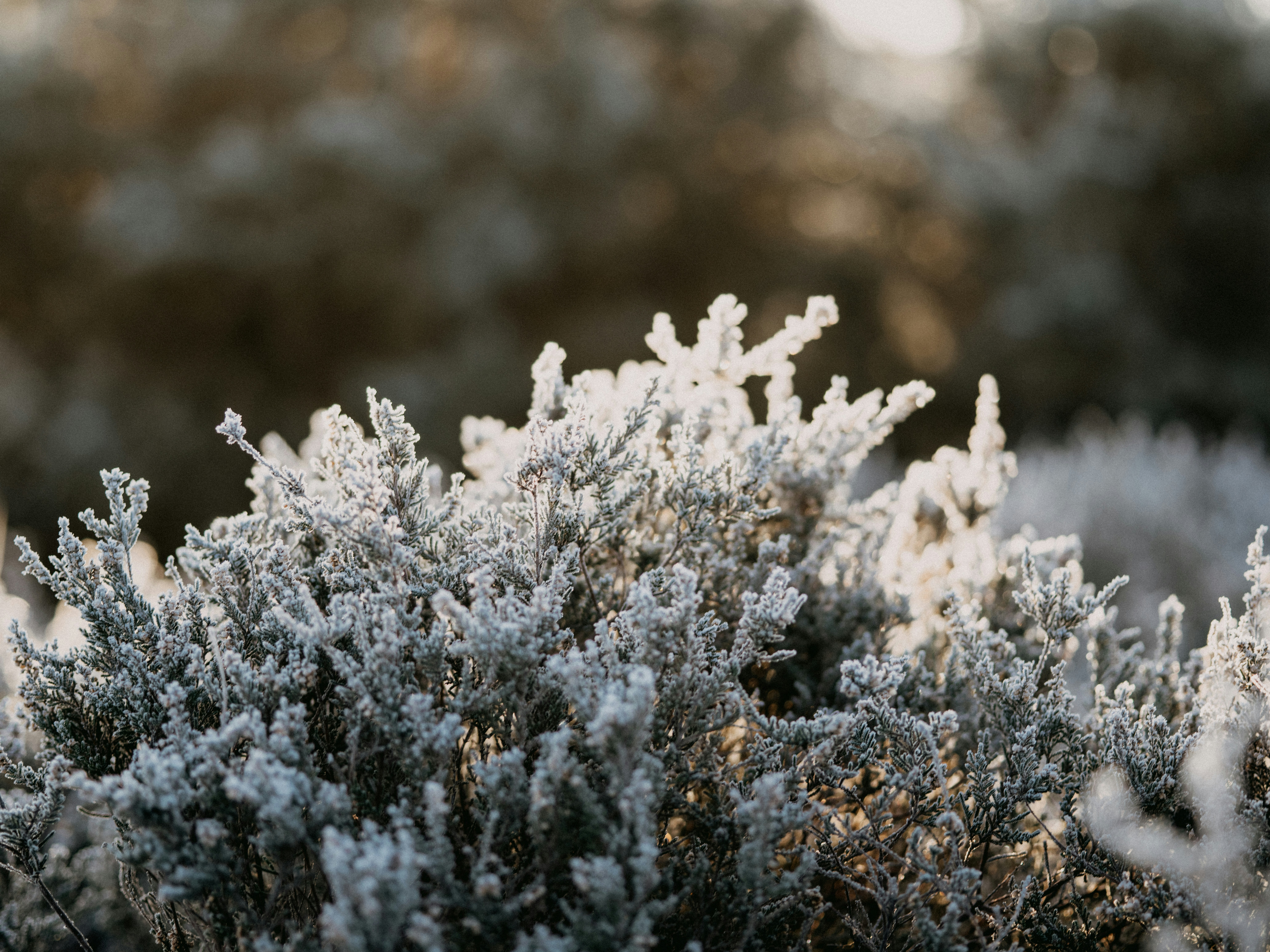 Photo by anniespratt