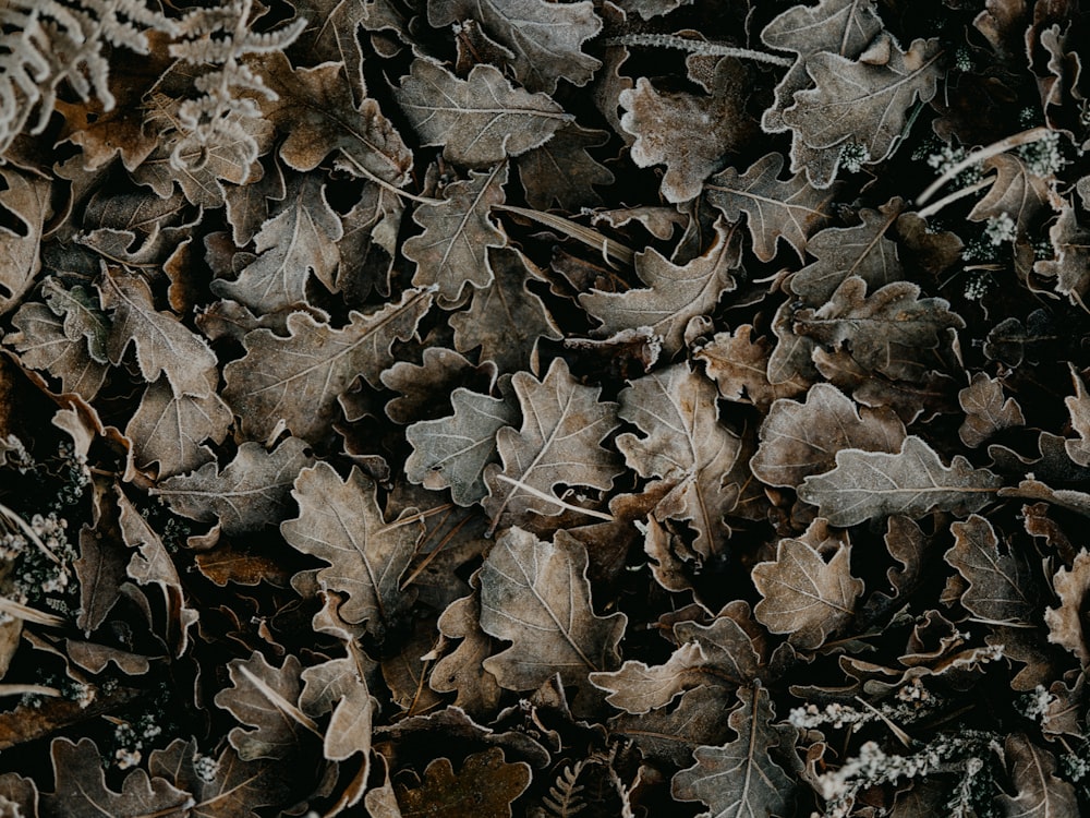 brown dried leaves on ground