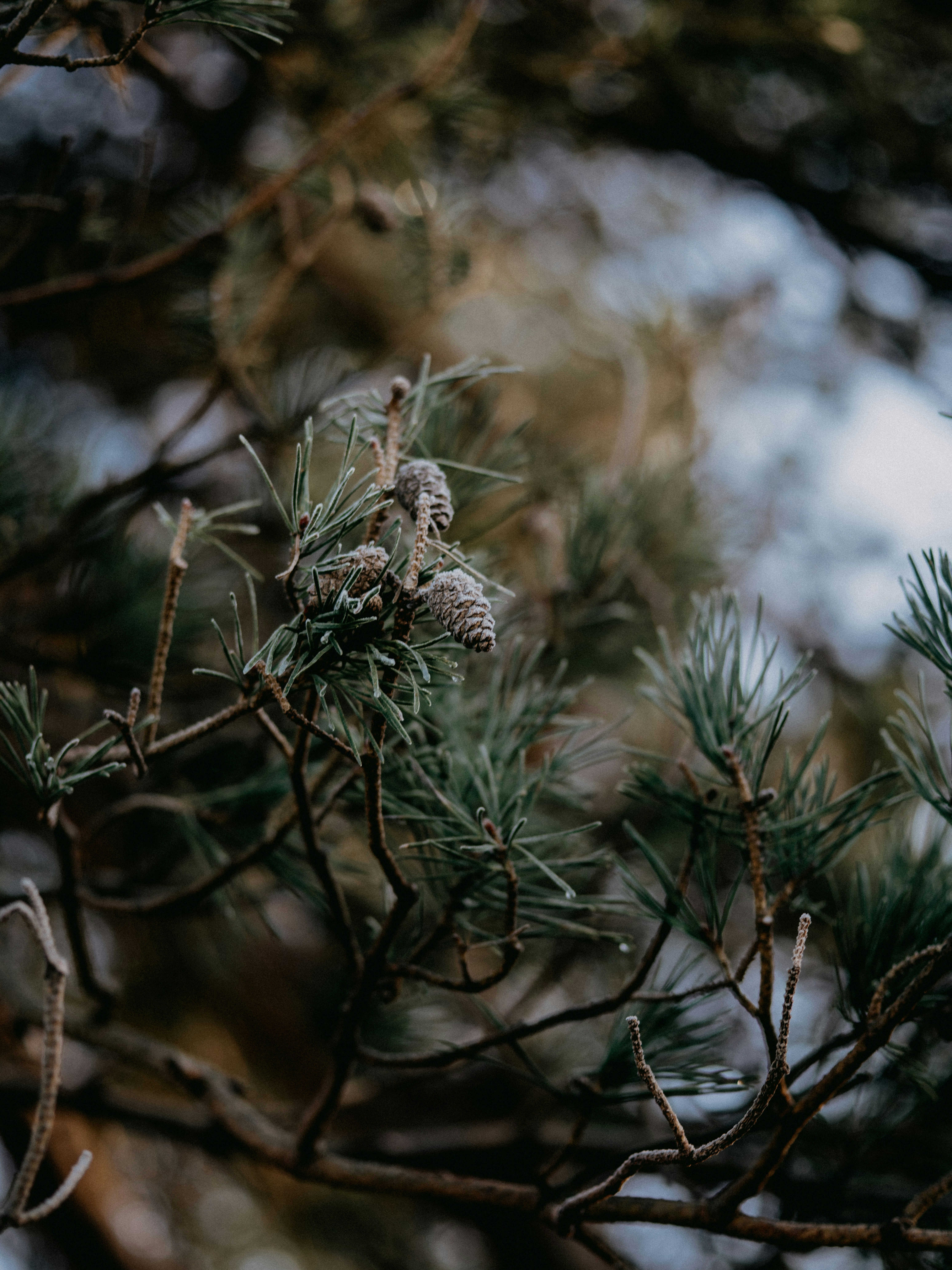 Photo by anniespratt