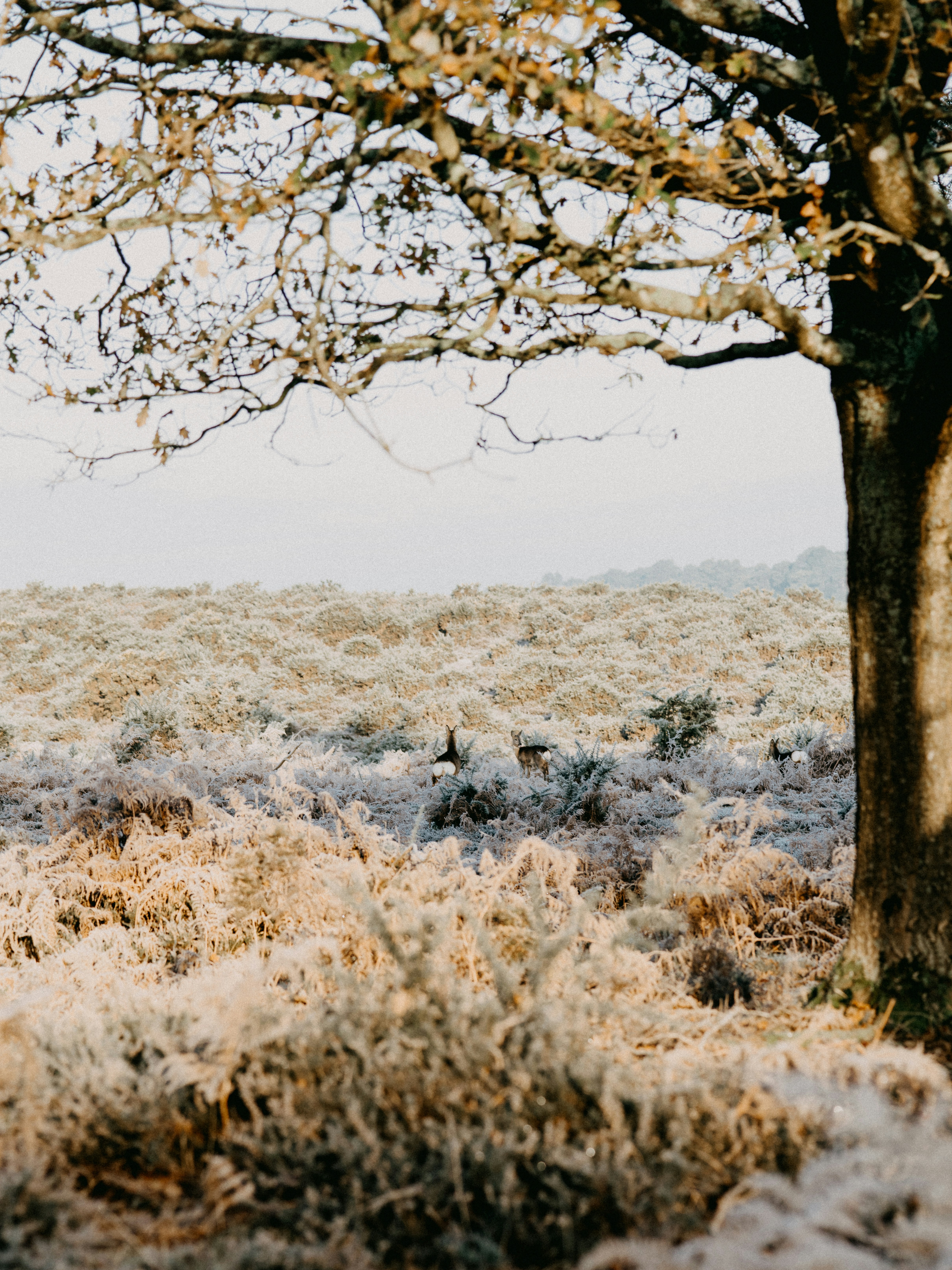 Photo by anniespratt