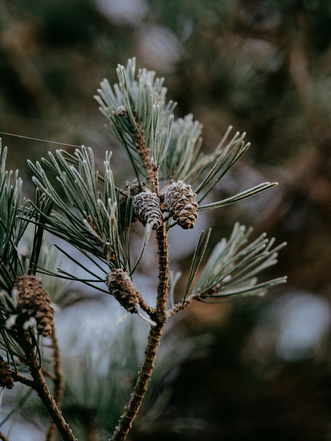 green pine cone in close up photography