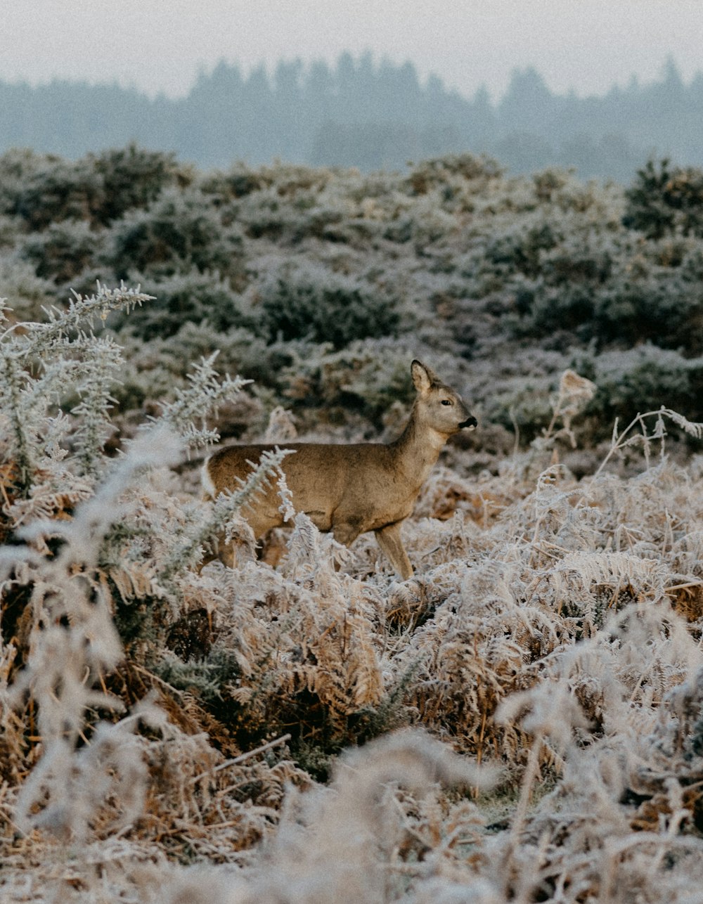 brown deer on white snow covered field during daytime