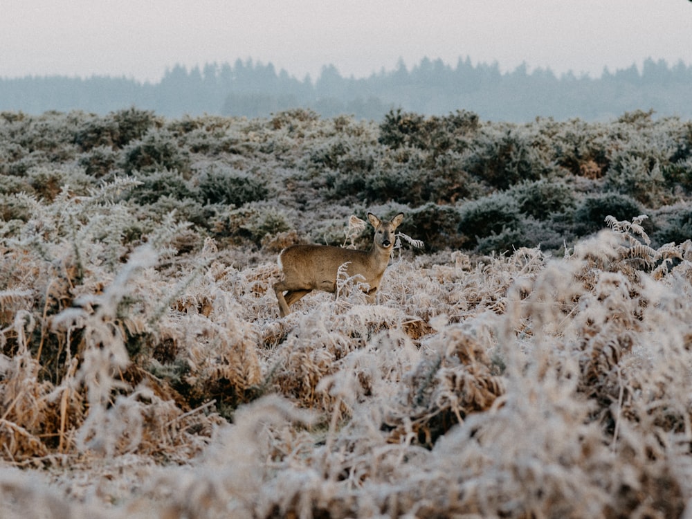 brown deer on brown grass field during daytime