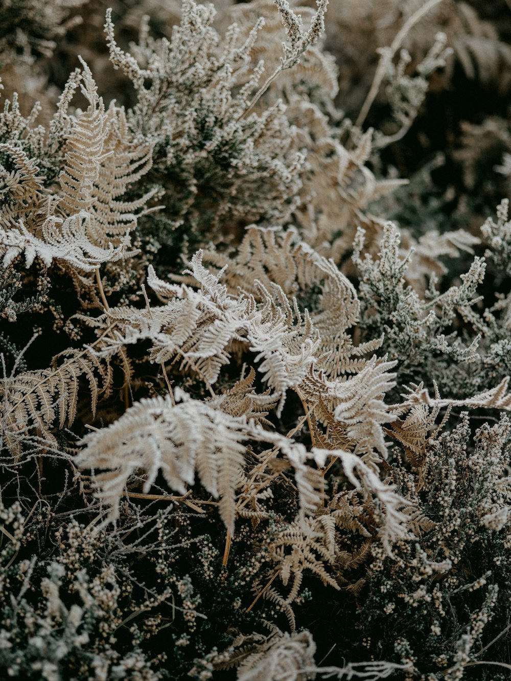 white and brown plant during daytime