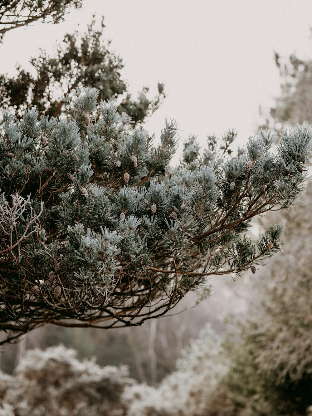 green and white plant during daytime