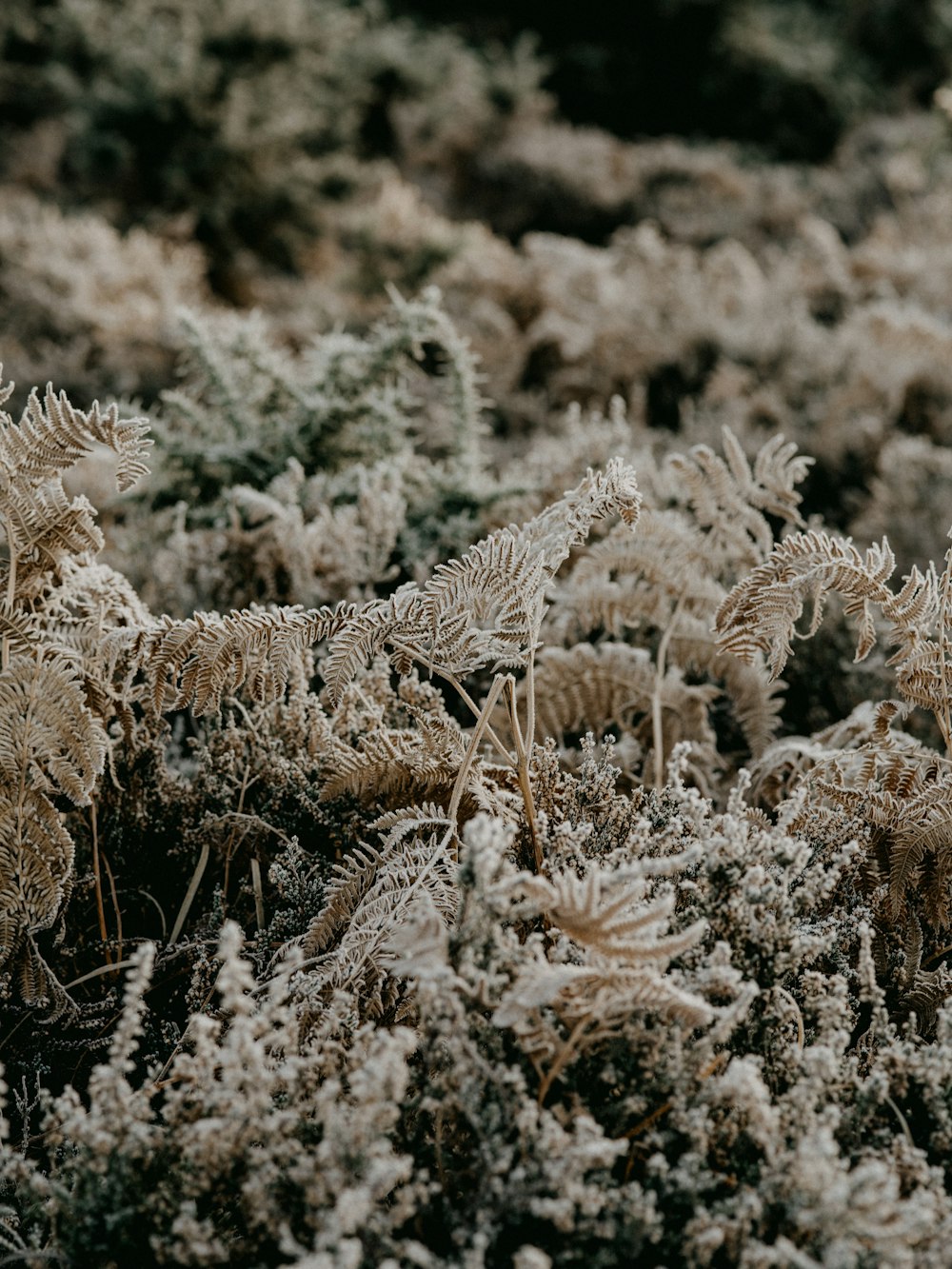 white and brown plant during daytime