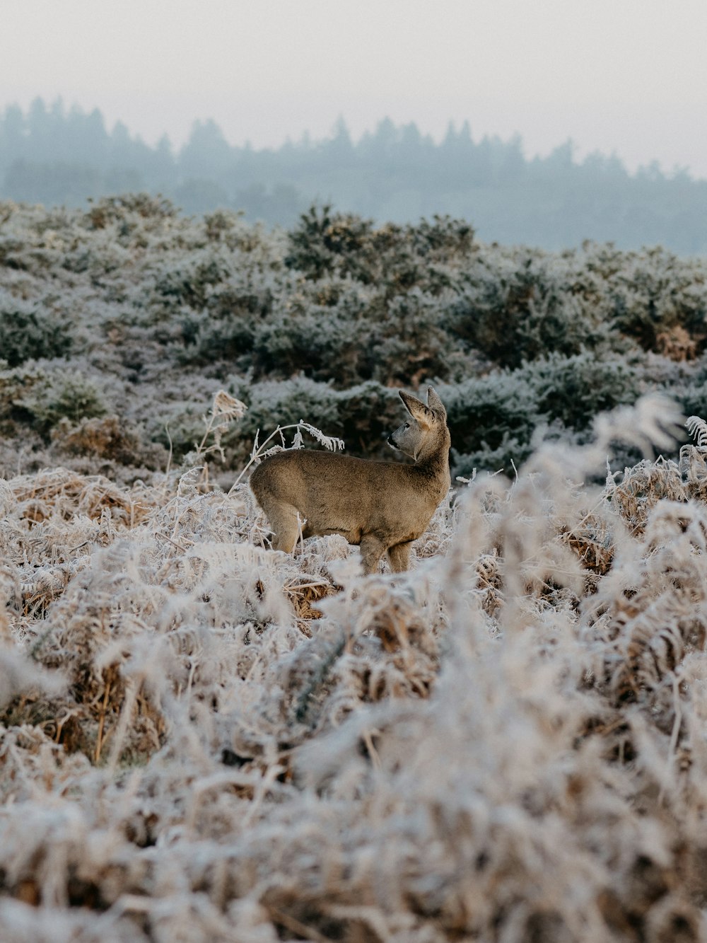 brown deer on white snow covered field during daytime