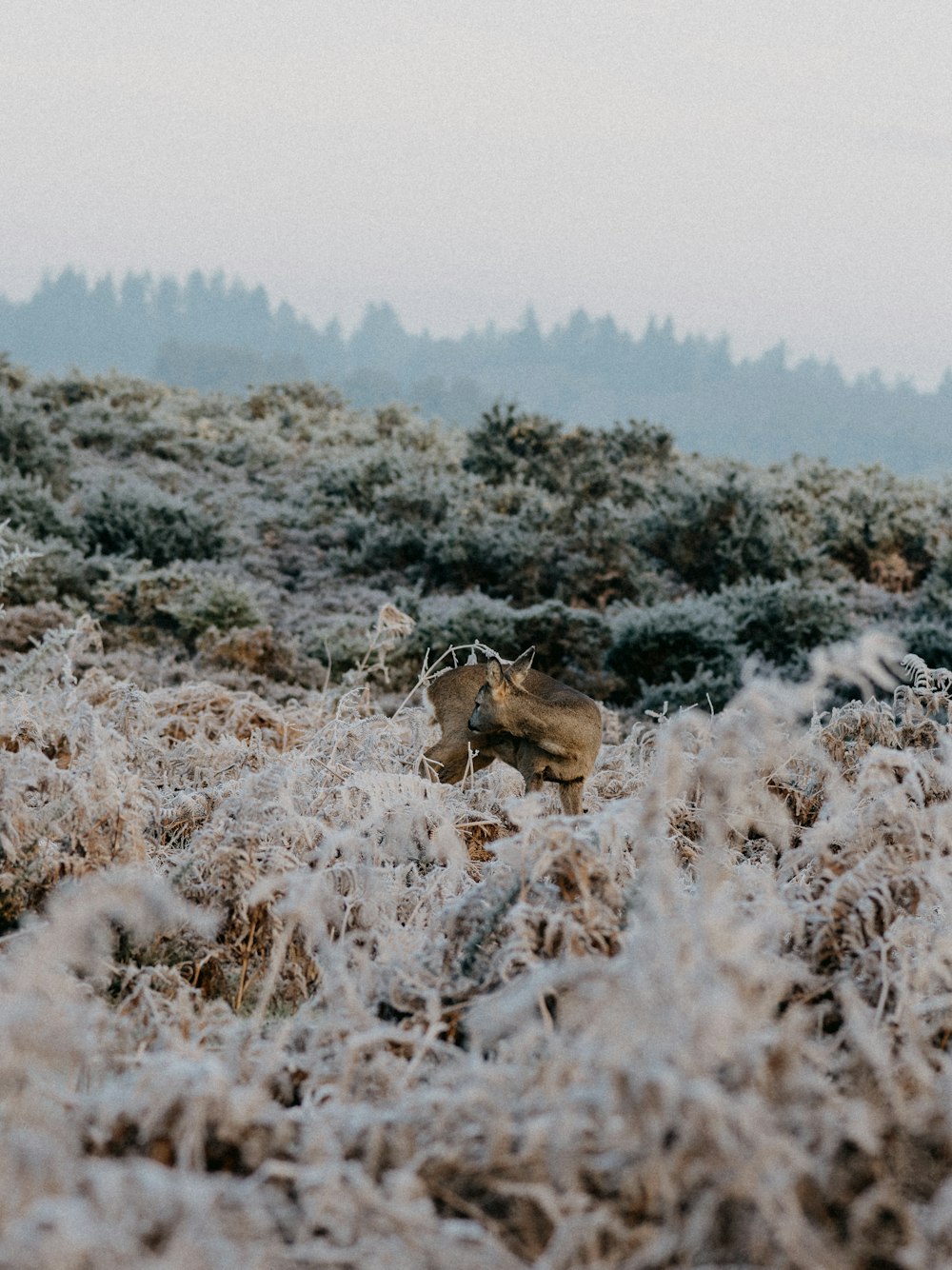 brown horse on white grass field during daytime