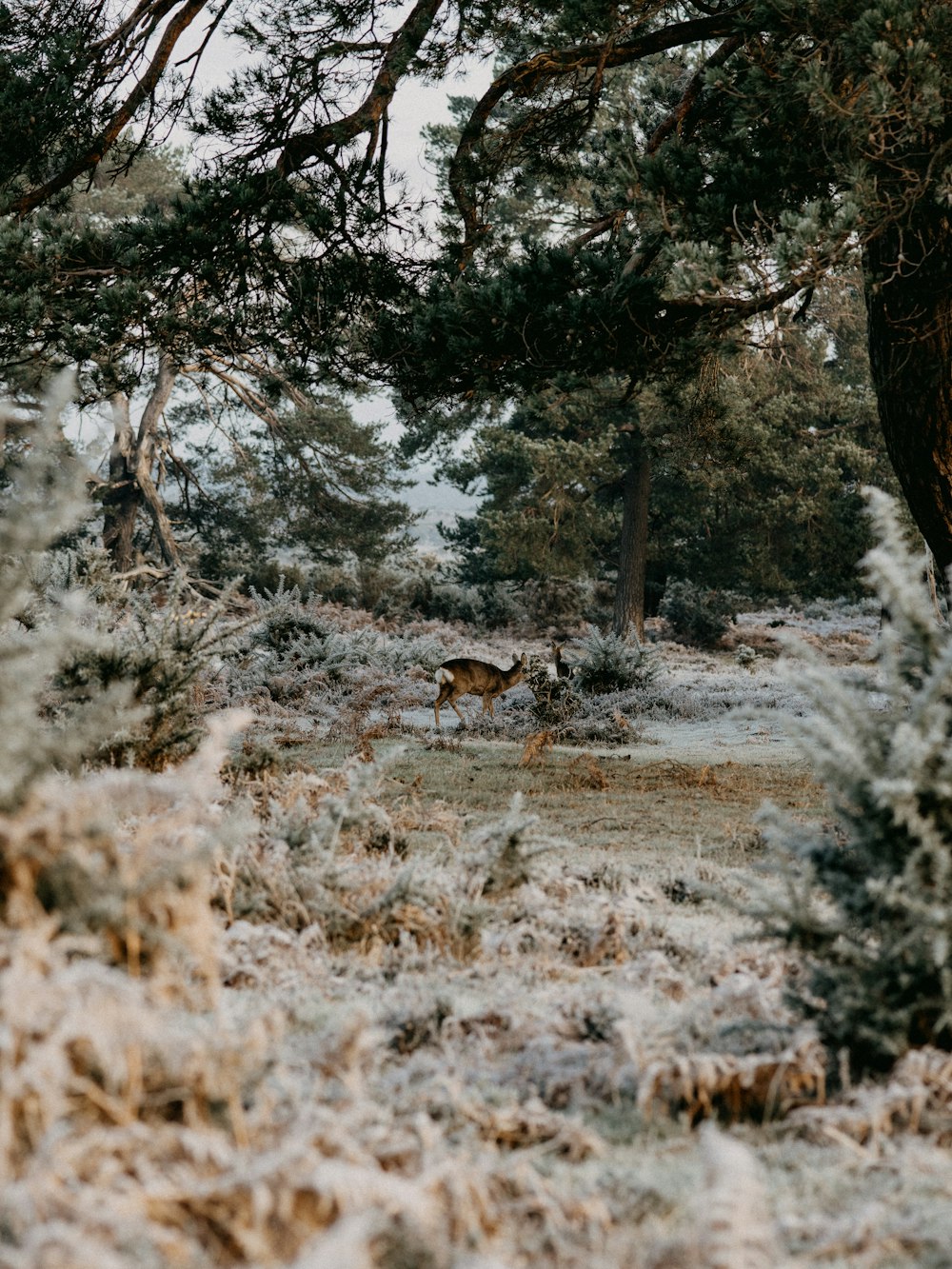 árvores marrons e brancas no solo coberto de neve durante o dia