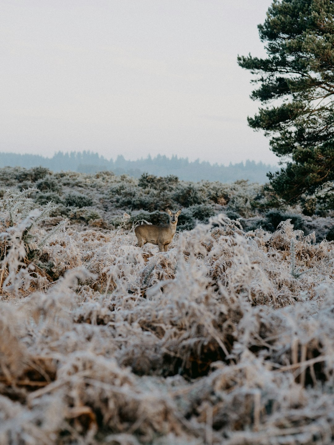 brown deer on brown grass field during daytime