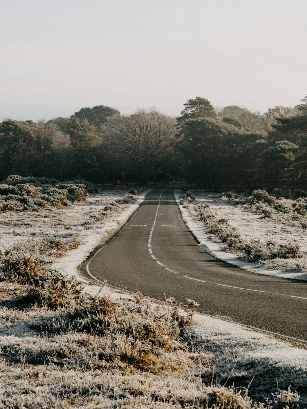 gray asphalt road between green trees during daytime