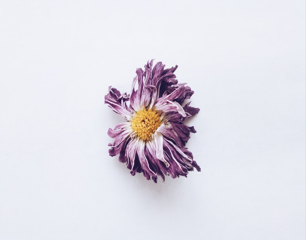 purple and white flower on white background