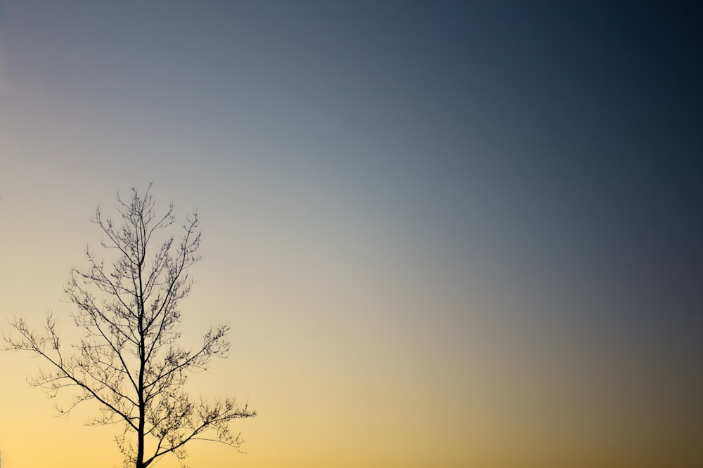 leafless tree under blue sky