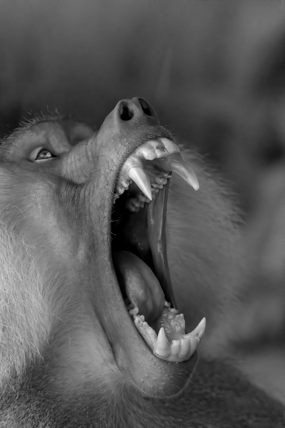 grayscale photo of dog showing tongue